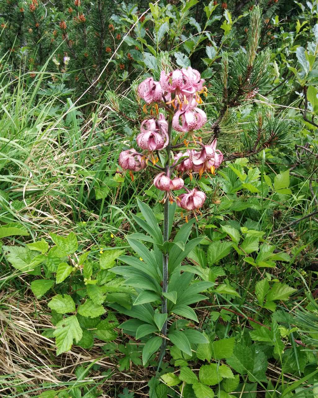 Lilium martagon / Giglio martagone